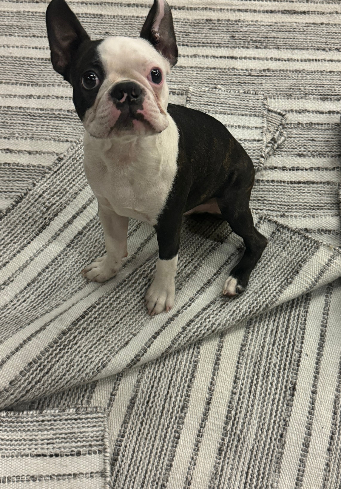 Outdoor Skirmach - Charcoal & White