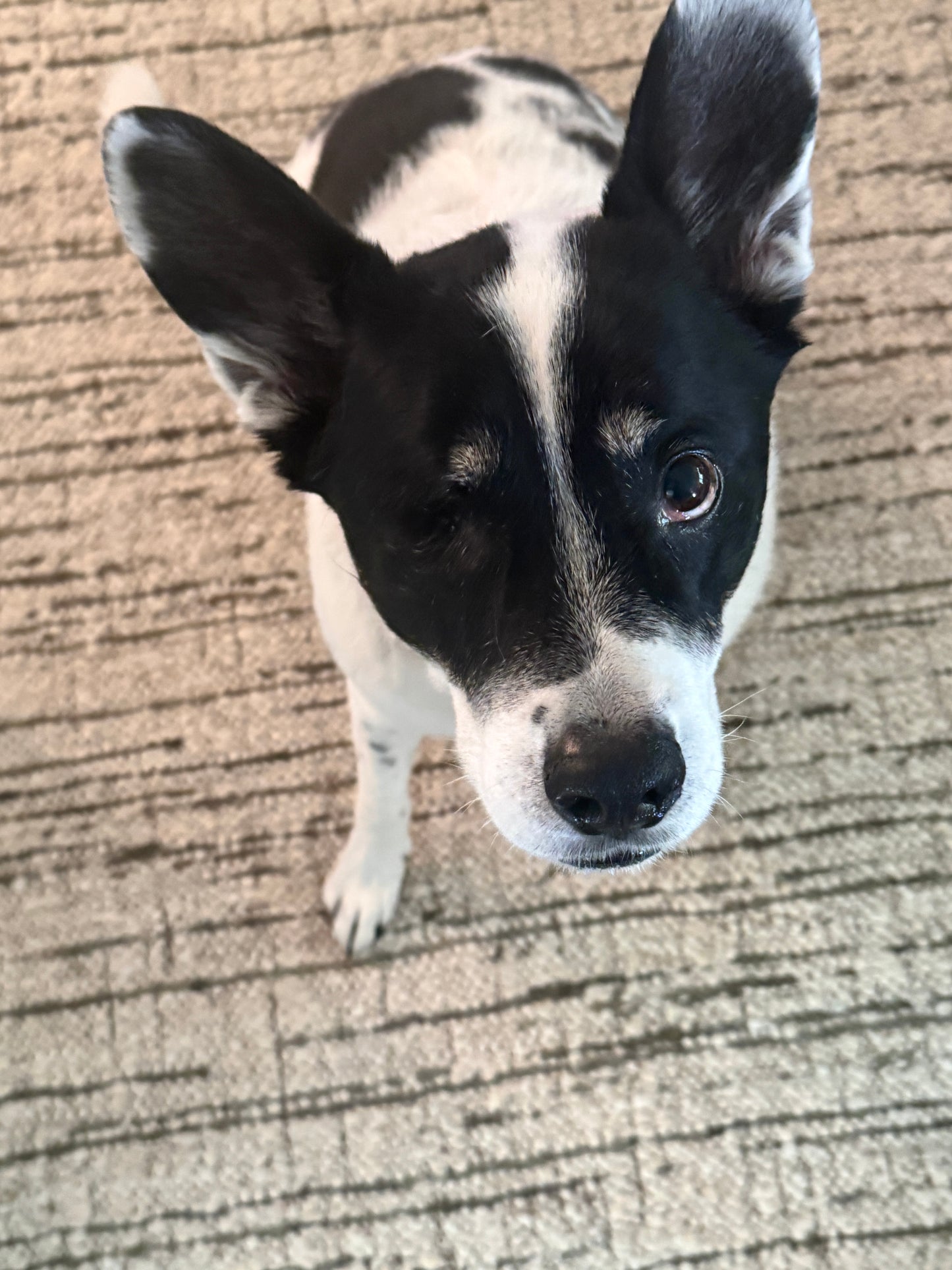 Lisbon Berber - Cuba Stone Sage