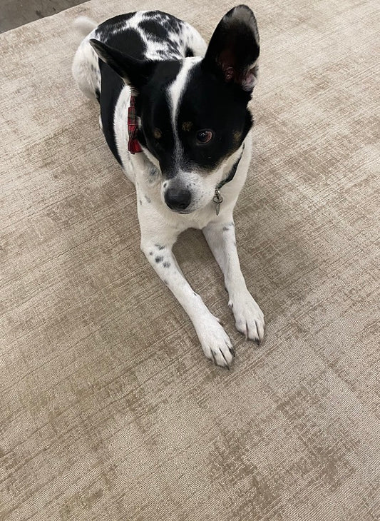 QuickShip Jainey Storm - Gangster Greige