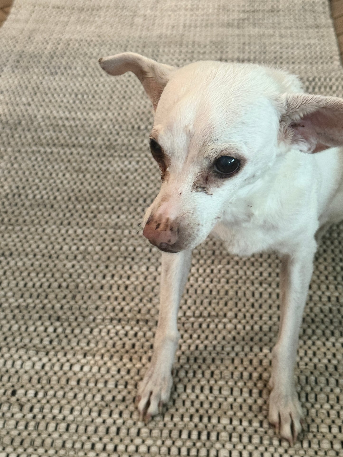 Archive Sale Outdoor Modern Stria - Salted Bone 5ft 3in x 7ft 7in