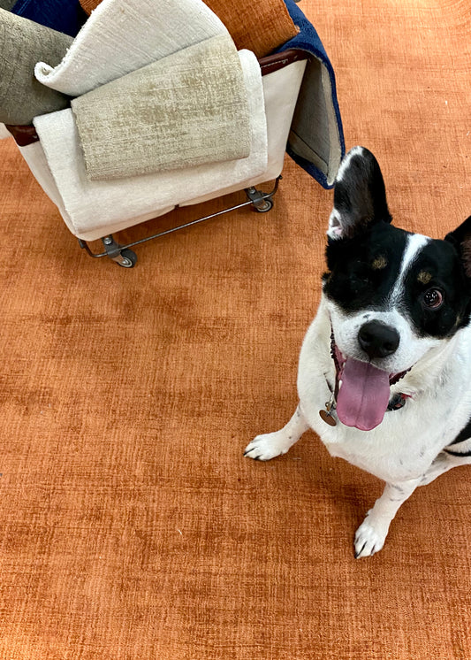 QuickShip Jainey Storm - Tangerine Peel