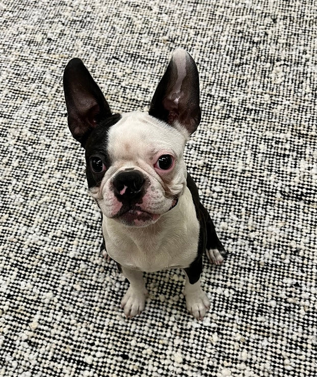 Woolzy Panja Durry - Black & White