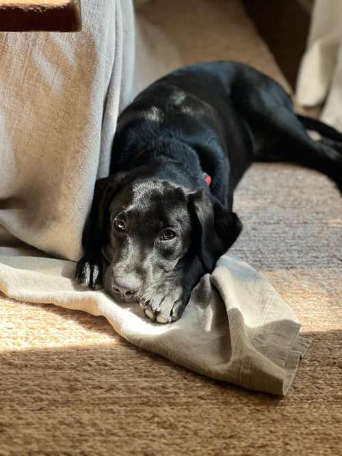 Collection Dog Favorites